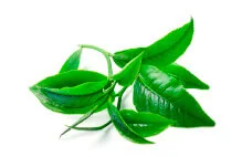Foglie di tè verde